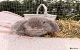 Mini Lop rabbits for sale: Pure mini lops, otters, grey, blue - Image 22