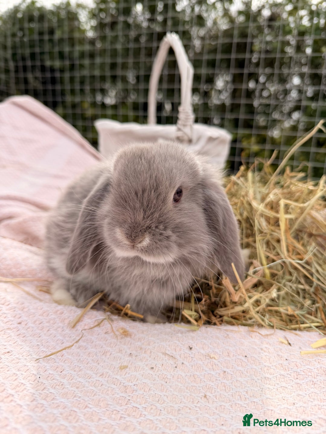 Mini Lop rabbits for sale: Pure mini lops, otters, grey, blue - Image 22