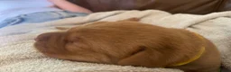 Labrador Retriever dogs for sale: Outstanding KC registered Fox Red Labrador Puppies - Advert 6