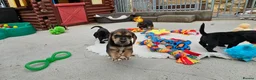 Bocker dogs for sale: Beautiful Bocker Pups - Ready 14.09.26 in Thirsk - Advert 22