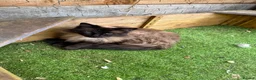 Ragdoll cats for adoption: Beautiful Female Ragdoll-  Looking for a Home - Advert 2