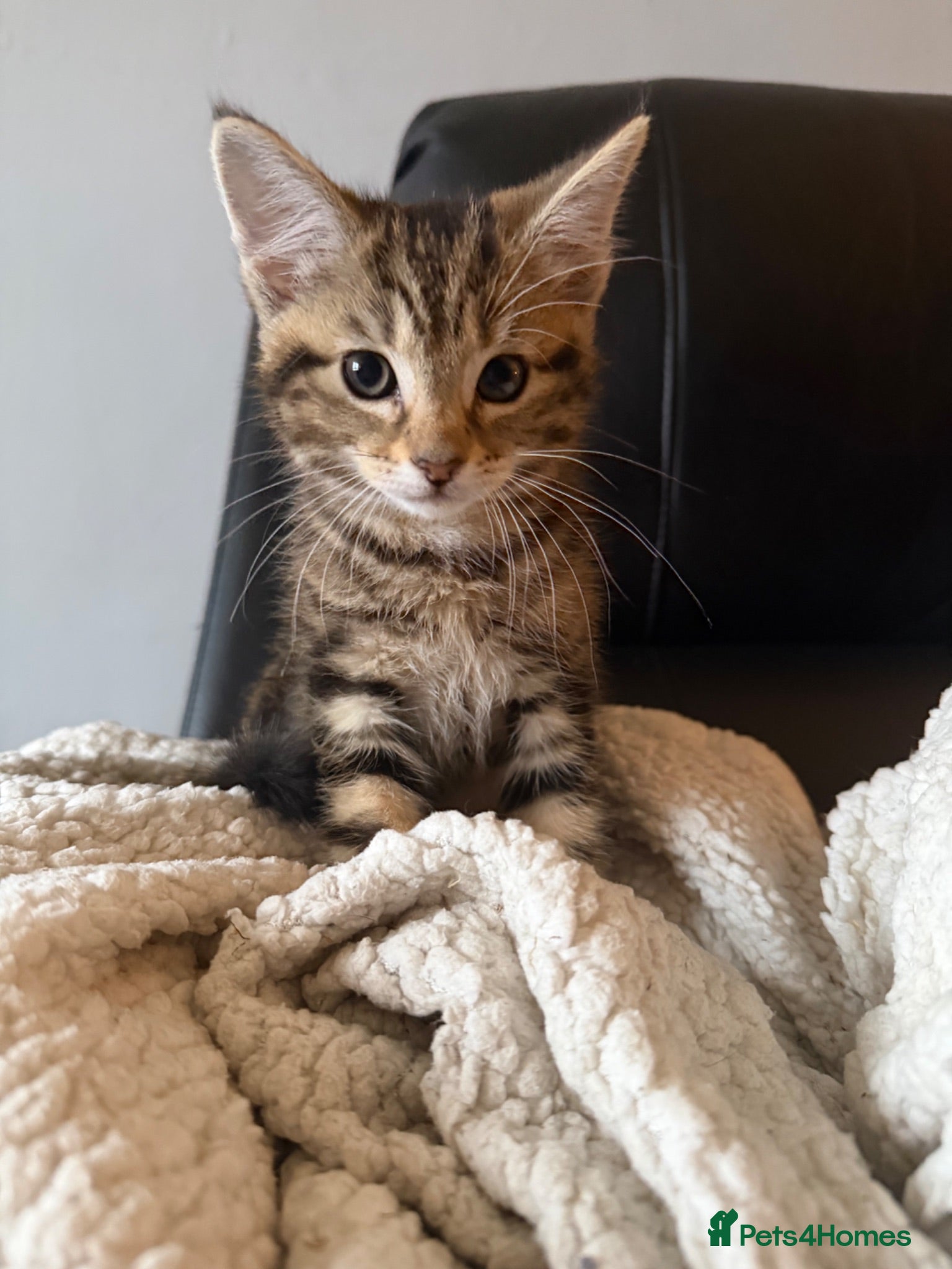 Mixed Breed cats Tabby kitten for sale - Advert 3