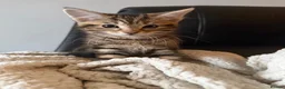 Mixed Breed cats for sale: Tabby kitten for sale in Ayr - Advert 1