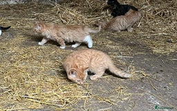 Mixed Breed cats for sale: Beautiful farm kittens  - Image 2