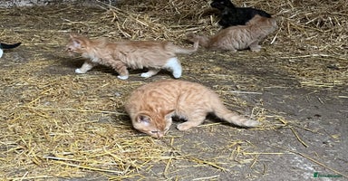 Mixed Breed cats - Advert 15