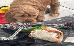 Cockapoo dogs for sale: F1 Cockapoo boys and girls - Image 12
