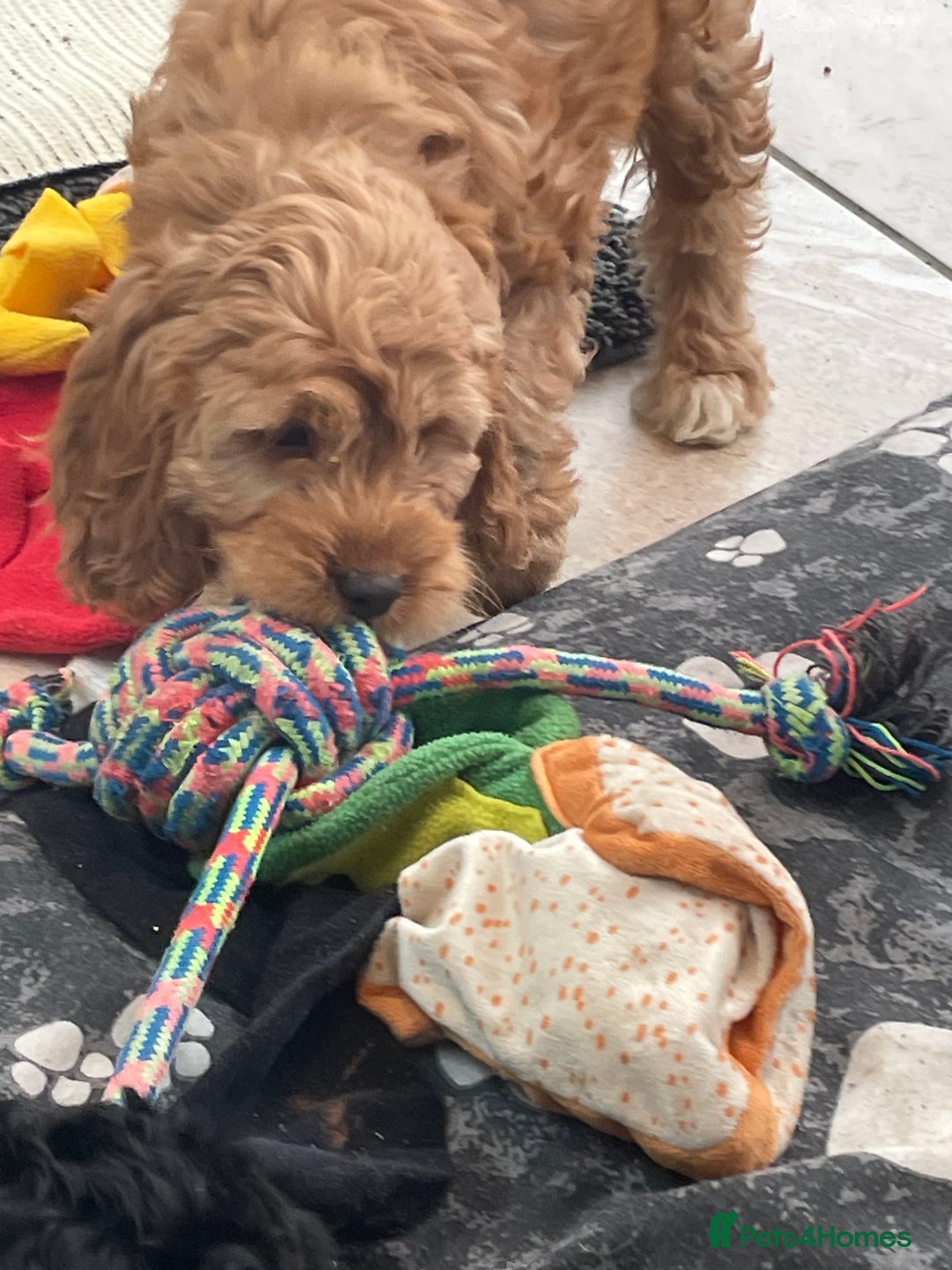 Cockapoo dogs for sale: F1 Cockapoo boys and girls - Image 12