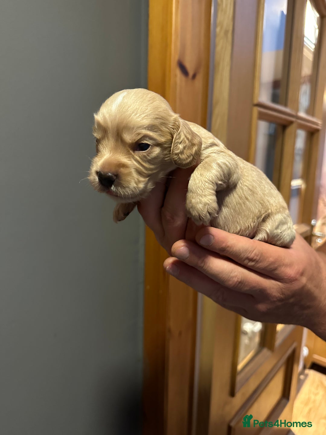 Cocker Spaniel dogs for sale: Kennel Club reg’d Cocker Puppies - Image 11
