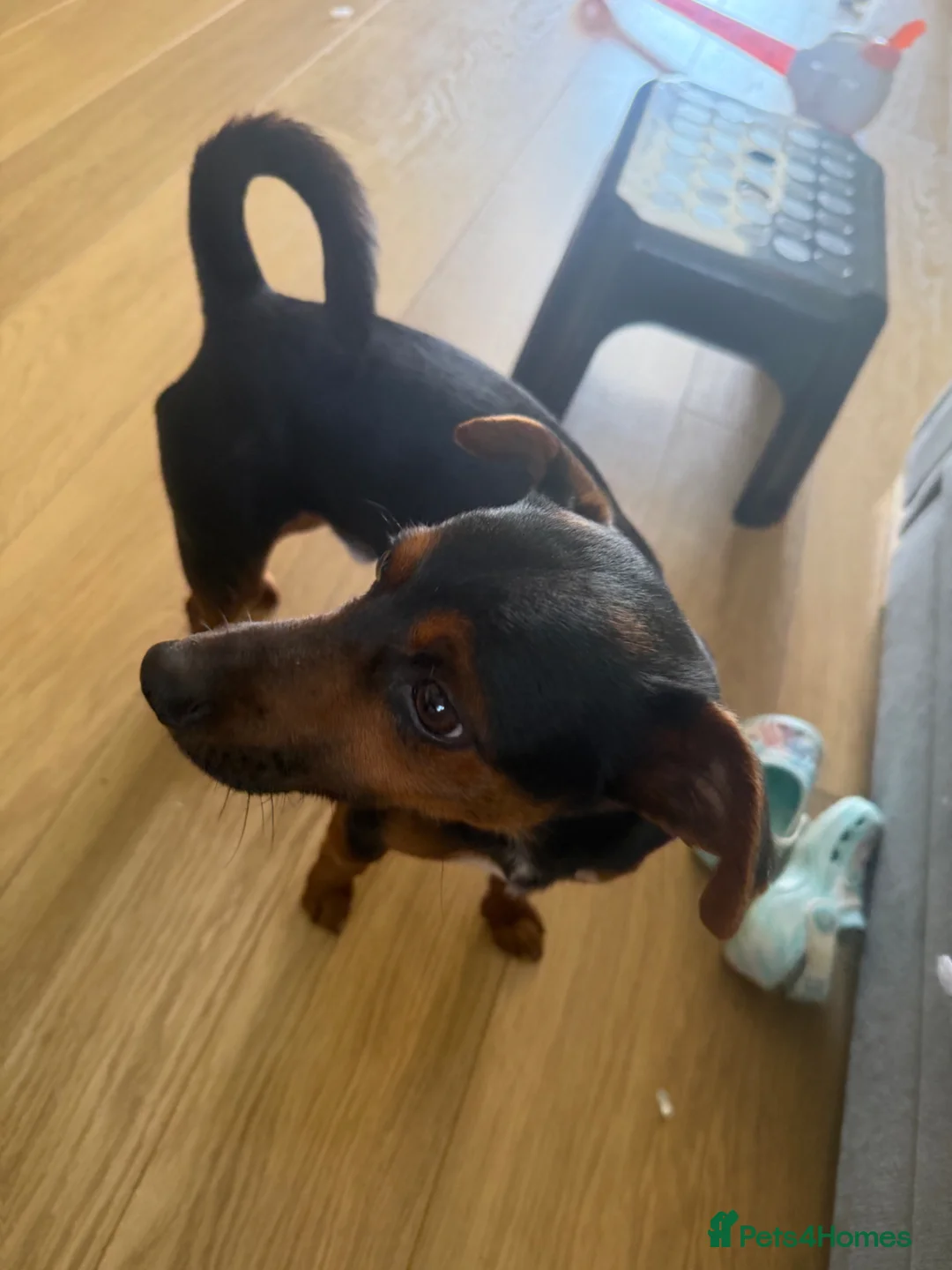 Mixed Breed dogs for sale: Energetic and Friendly Dog  in Ashford - Advert 2