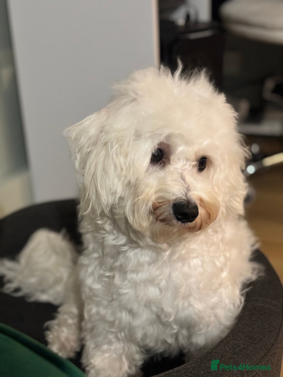 Bichon Frise dogs for sale: Teddy - Advert 3