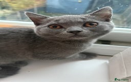 British Shorthair cats for sale: 5 BSH kittens available - Image 8