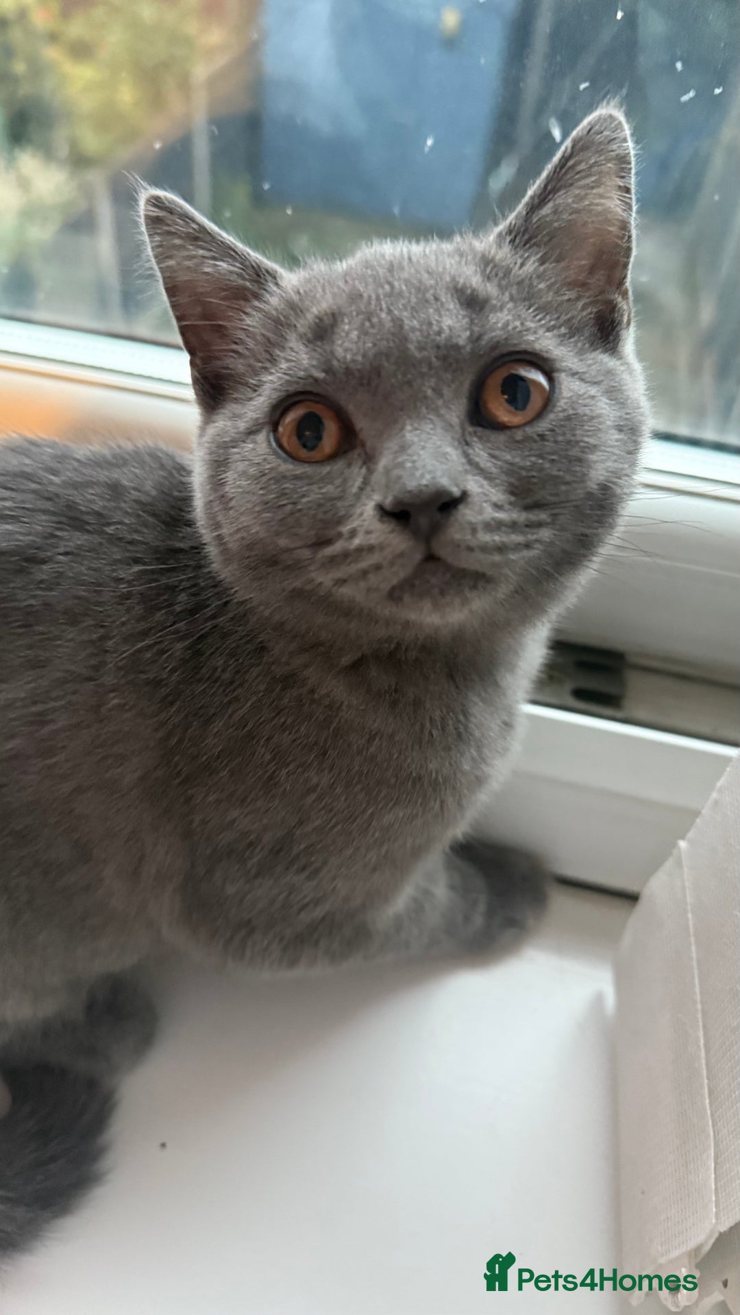 British Shorthair cats for sale: 5 BSH kittens available - Image 8