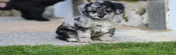 Cockapoo dogs for sale: Beautiful Cockapoo puppies for sale  - Advert 36