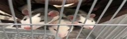 Rat rodents for sale: 4 female rats in Portsmouth - Advert 5
