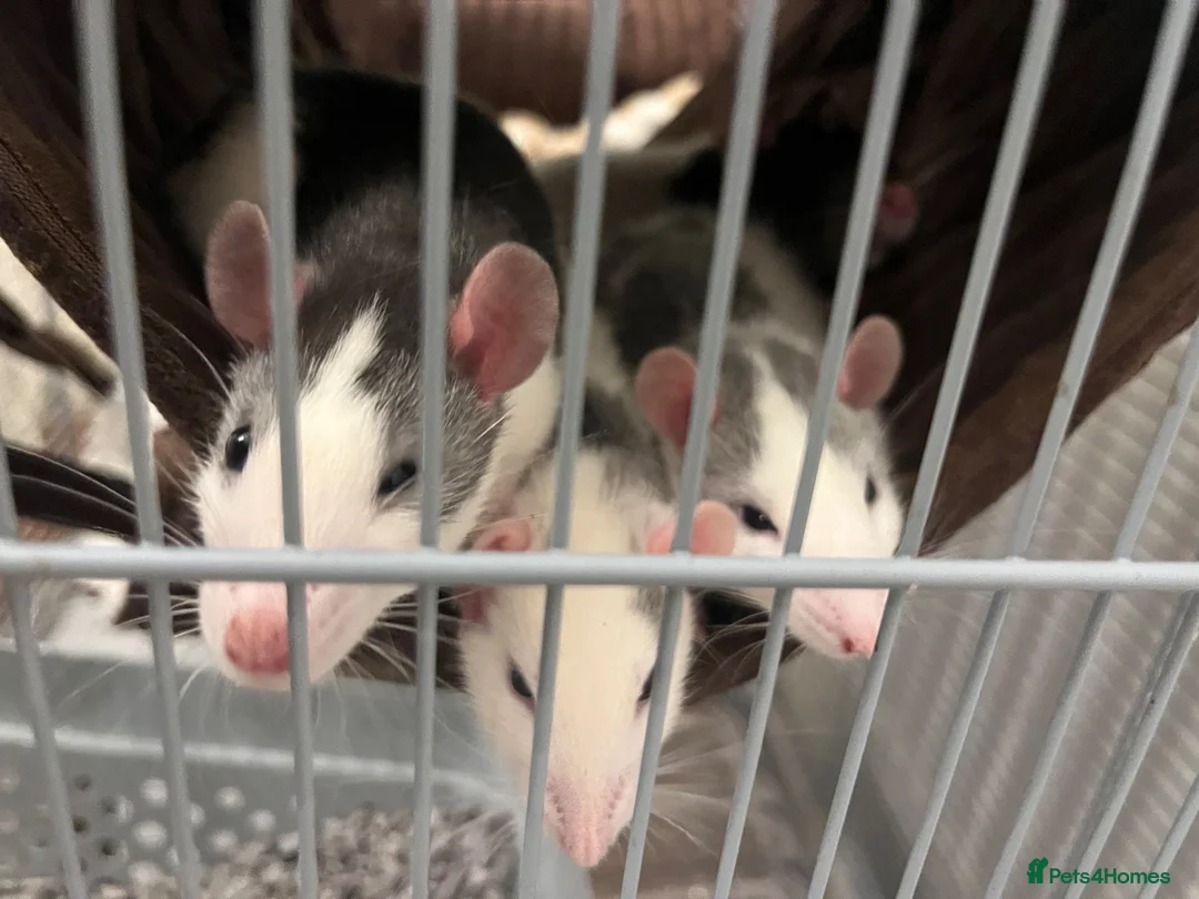 Rat rodents for sale: 4 female rats in Portsmouth - Advert 5