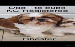 Shih Tzu dogs for sale: Summer Shihtzu Puppies - Image 30