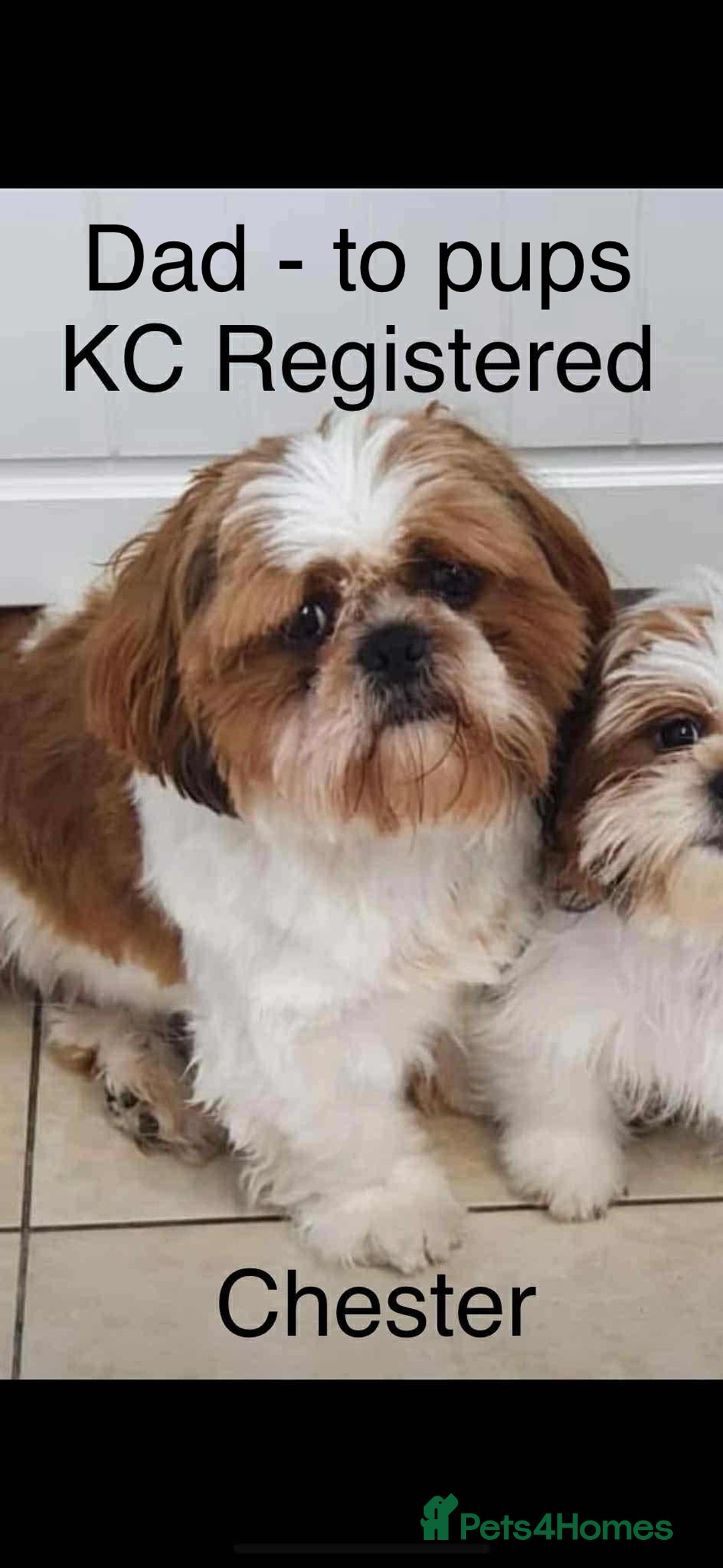 Shih Tzu dogs for sale: Summer Shihtzu Puppies - Image 30