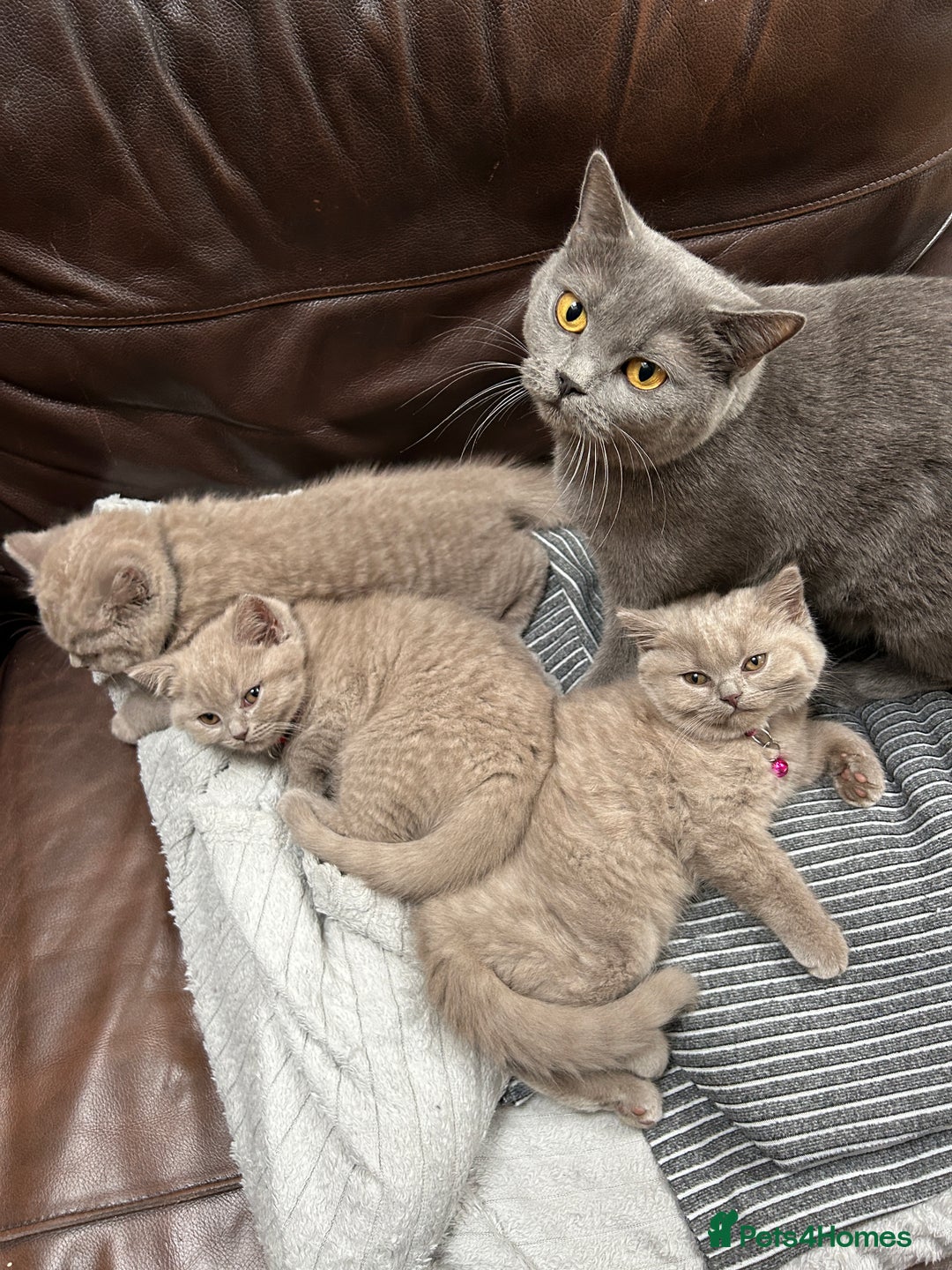 British Shorthair cats for sale: 3 lilac BSH - Advert 3