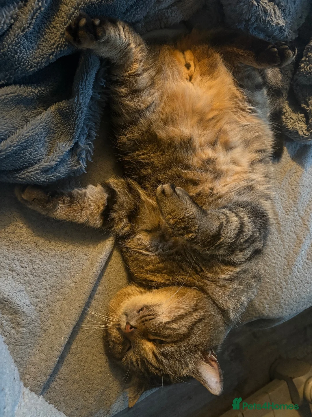 British Longhair cats for sale: British longhair for rehoming - Advert 2