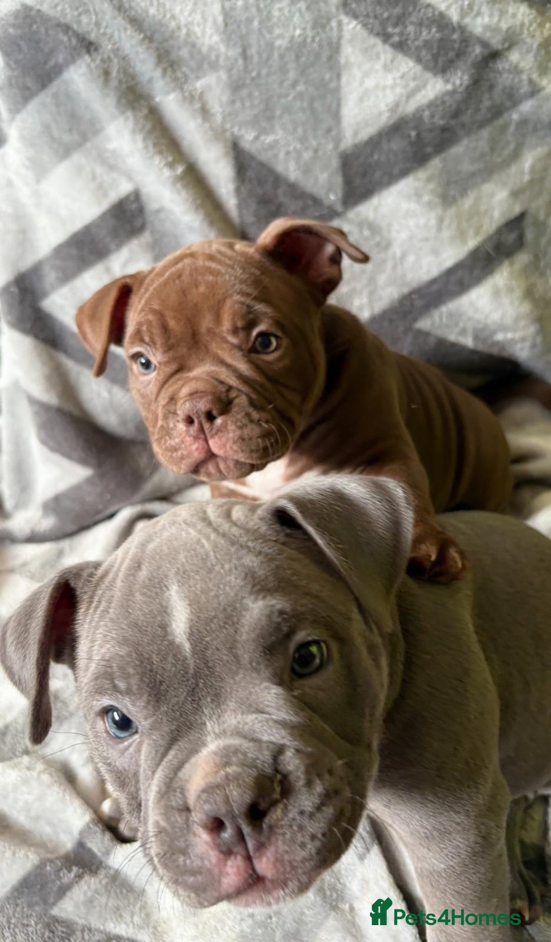 American Bully dogs for sale: American Micro Bully. Ready to go.  - Image 6