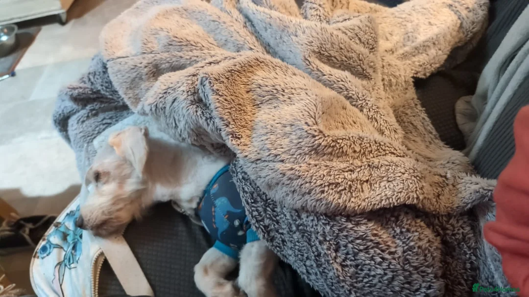 Mixed Breed dogs for adoption: Jason - Advert 2