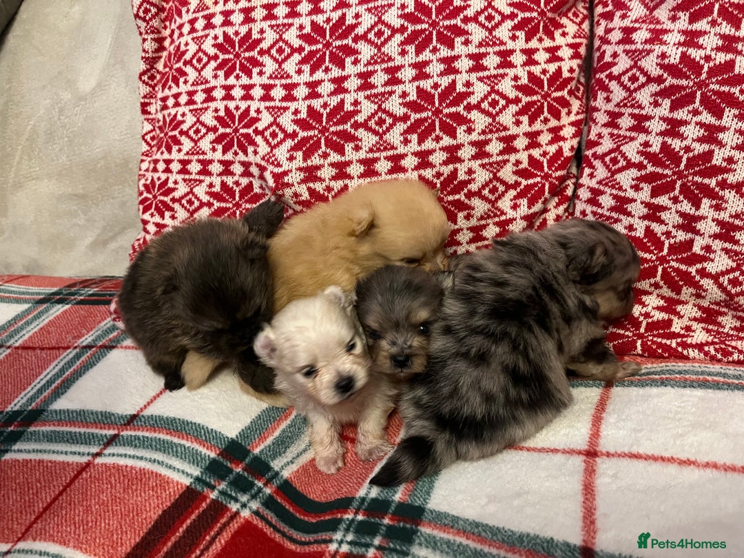 Pomeranian dogs for sale: Stunning Pomeranian puppys - Advert 21