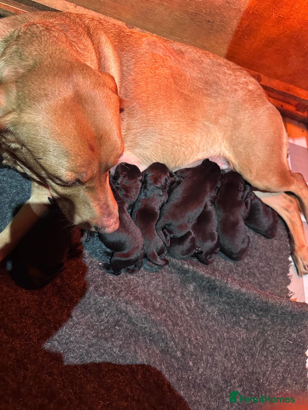 Labrador Retriever dogs for sale: 9 Beautiful Labrador retriever puppies  - Advert 2