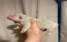 French Bulldog dogs for sale: 8 weeks-Stunning Pink & lilac French bulldog pups  - Image 10