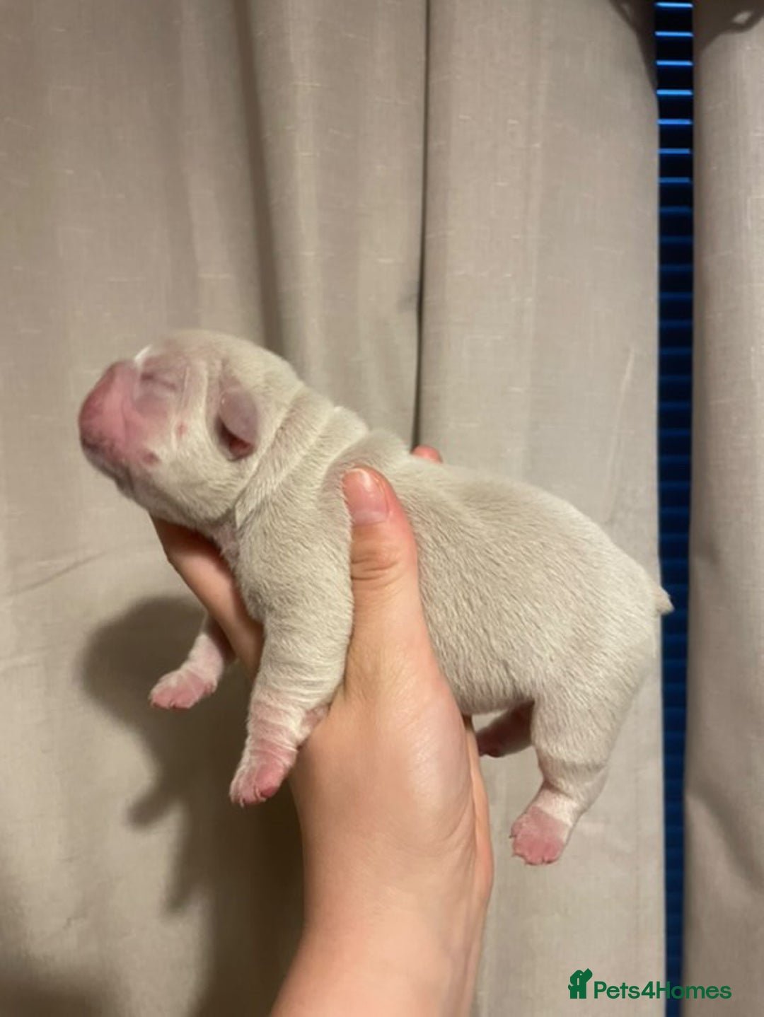 French Bulldog dogs for sale: 8 weeks-Stunning Pink & lilac French bulldog pups  - Image 10