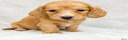 Miniature Dachshund dogs for sale: Beautiful KC Registered Long-Haired Dachshund Pups - Advert 4