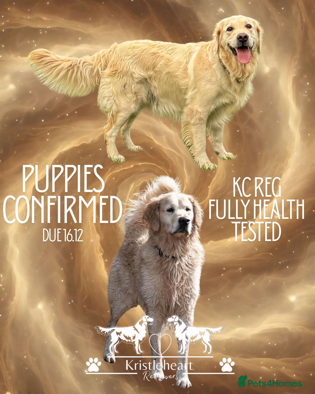 Golden Retriever dogs for sale: KC FULLY TESTED PUPPIES DUE - Advert 1