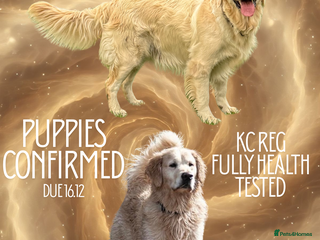 Golden Retriever dogs KC FULLY TESTED PUPPIES DUE - Advert 4