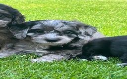 Cavapoo dogs for sale: Stunning Cavapoo puppies - Image 23