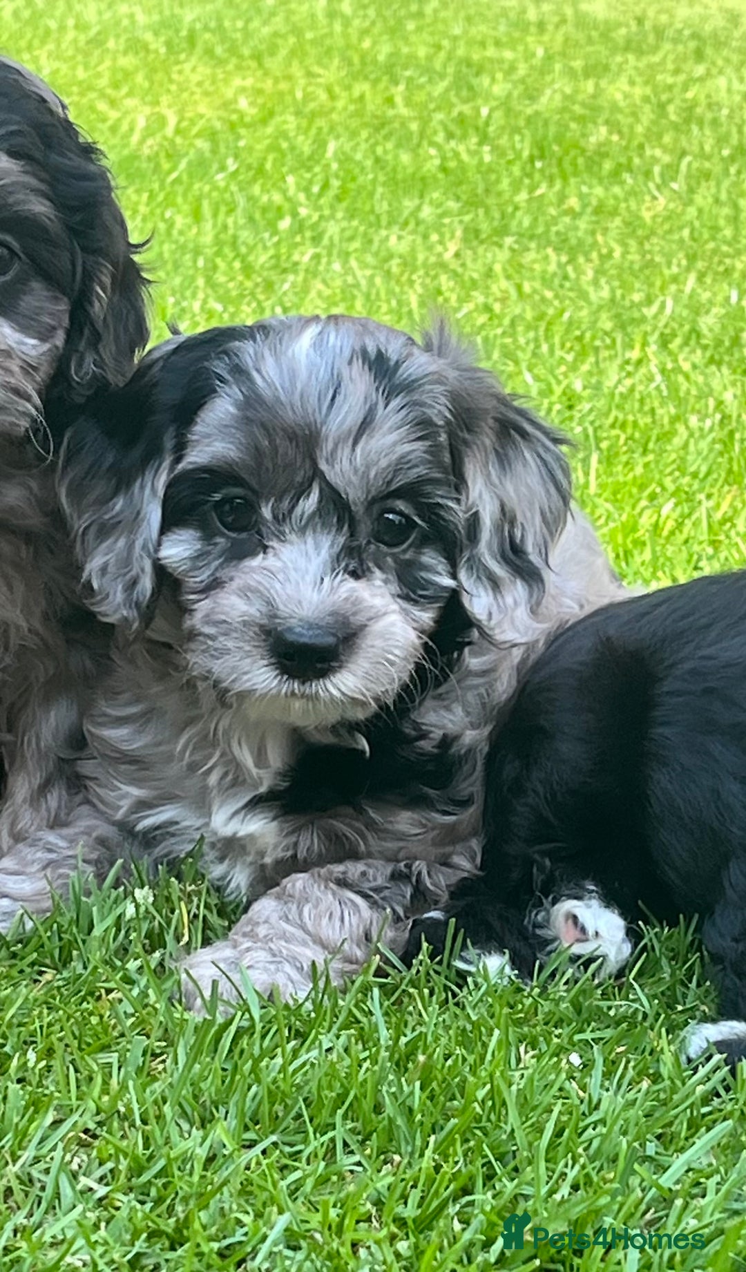 Cavapoo dogs for sale: Stunning Cavapoo puppies - Image 23