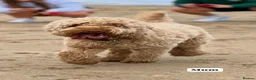 Cockapoo dogs for sale: Extensively DNA Tested Cockapoo Puppies 🧬 - Advert 3