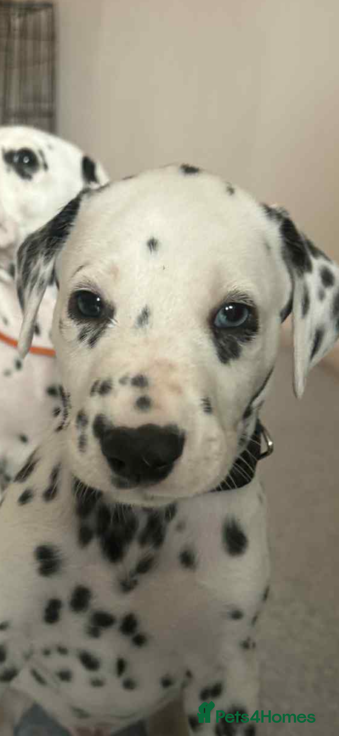 Dalmatian dogs for sale: PEDIGREE Dalmatian Puppies ready NOW - Advert 24