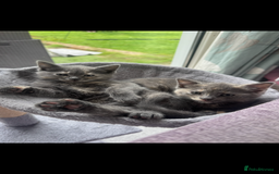 Ragdoll cats for sale: Gorgeous ragdoll cross grey kitten for sale - Image 4