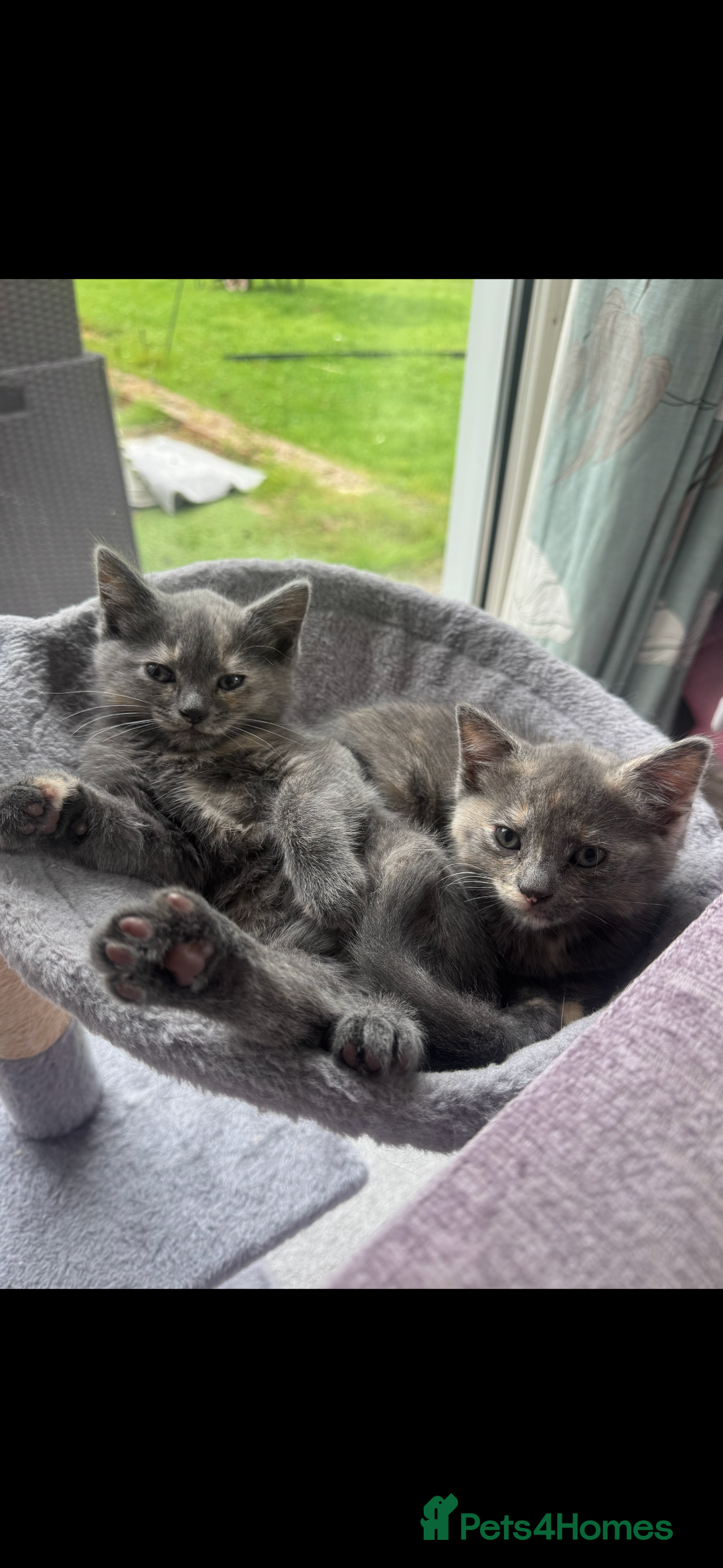 Ragdoll cats for sale: Gorgeous ragdoll cross grey kitten for sale - Image 4