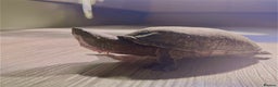 Turtle reptiles for sale: Two musk turtles - Advert 4