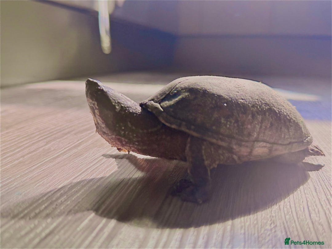 Turtle reptiles for sale: Two musk turtles - Advert 4