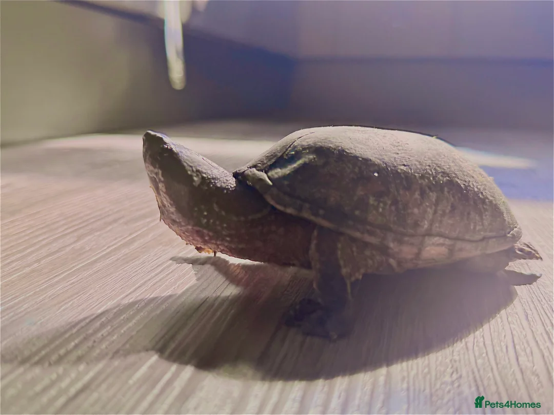 Turtle reptiles for sale: Two musk turtles - Advert 4
