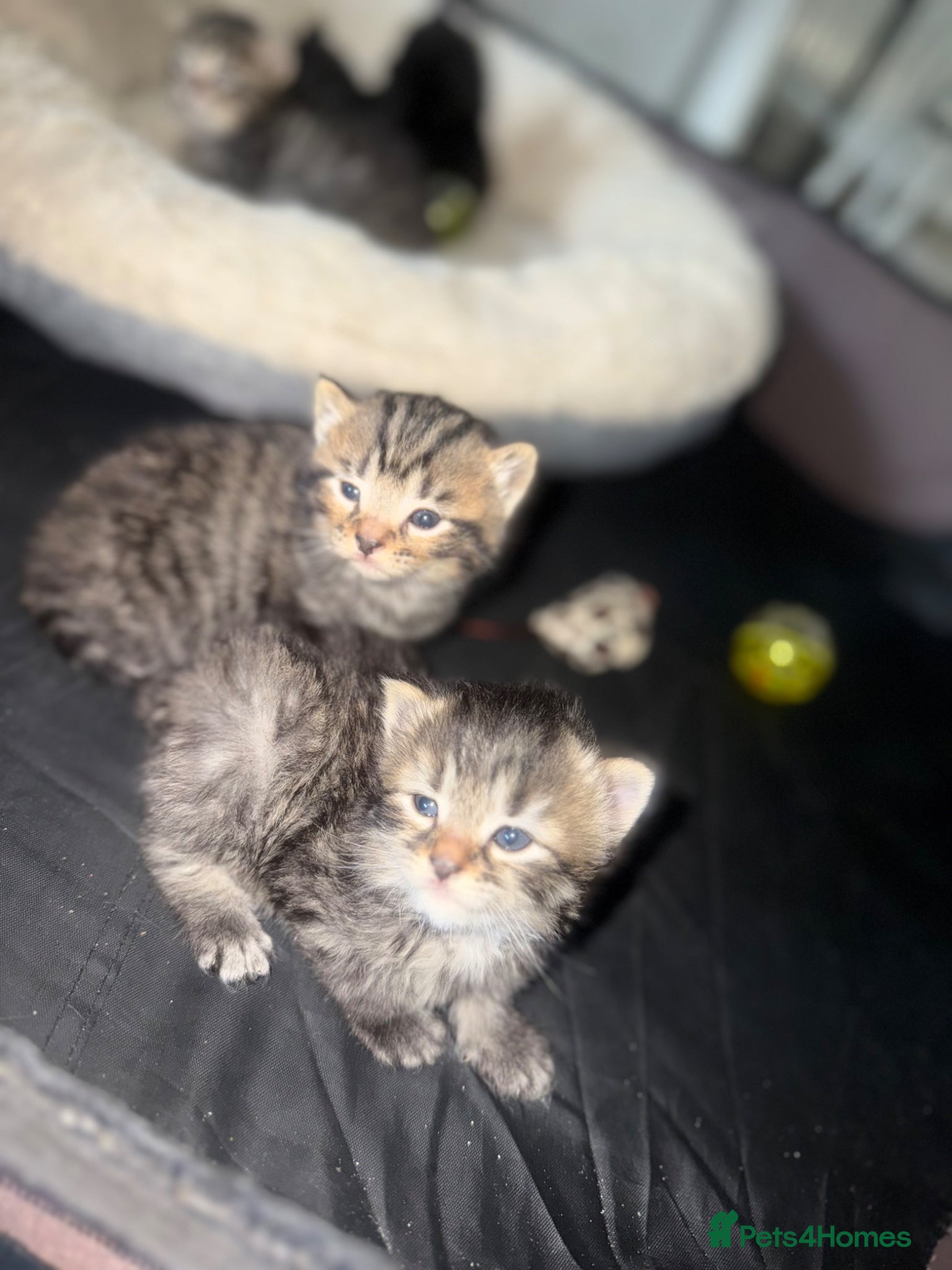 Domestic Shorthair cats 5 beautiful male kittens  - Advert 2