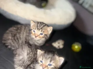 Domestic Shorthair cats 5 beautiful male kittens - Advert 18