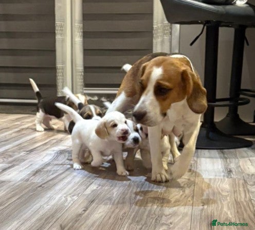 Beagle dogs Beagle Puppies for sale - Advert 2