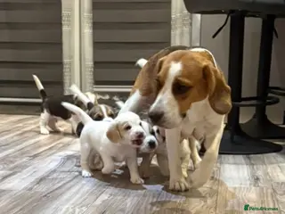 Beagle dogs Beagle Puppies for sale - Advert 2