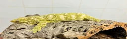 Gecko reptiles for sale: Collection of leachie geckos  in Warwick - Advert 6