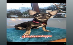 Chihuahua dogs for sale: Outstanding BLUE/TAN & LILAC/TAN puppies  - Image 3