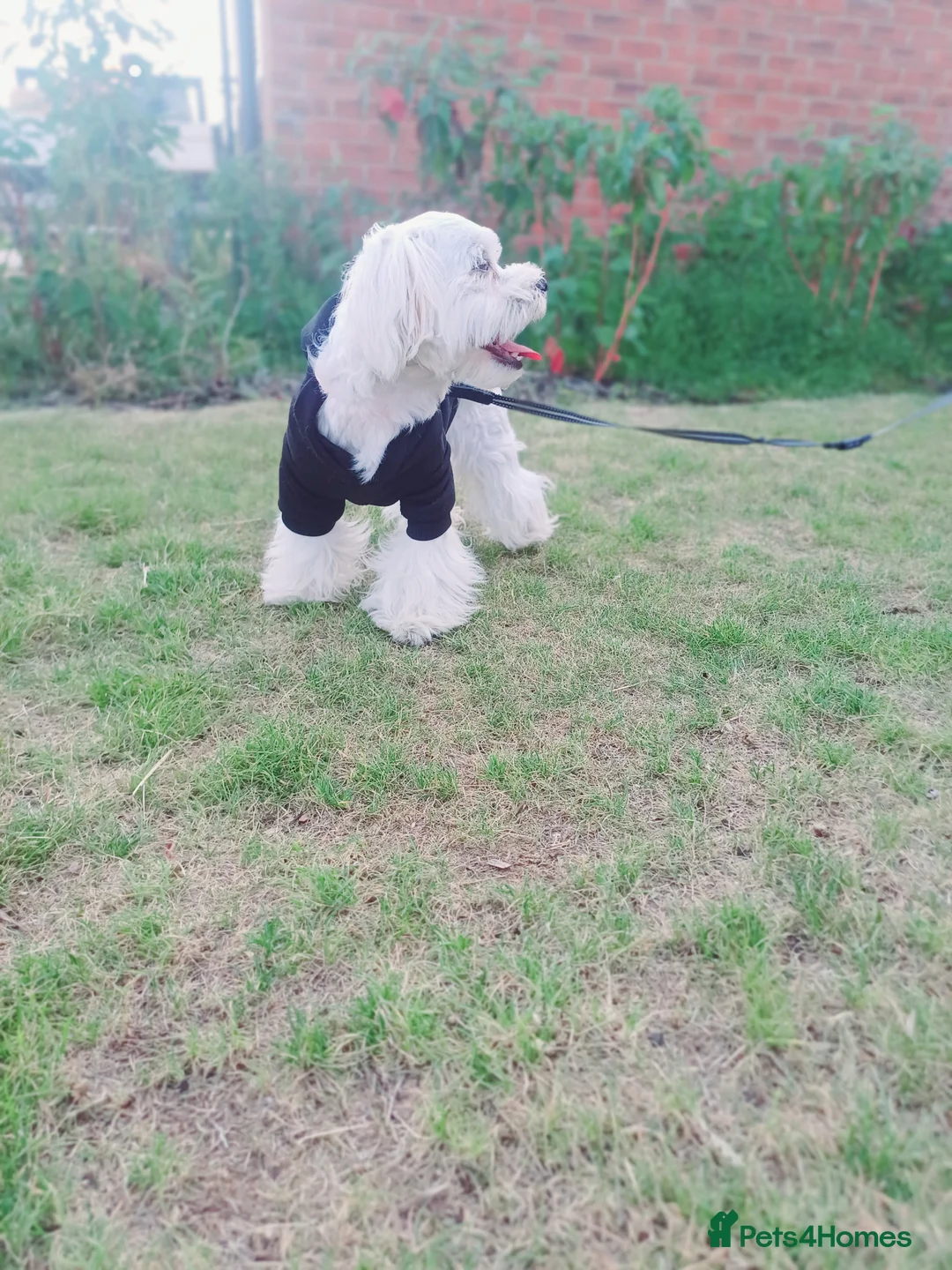 Maltese dogs for stud: New Adroble boy only for stud whit baby face :) - Advert 13