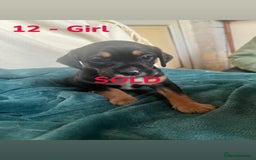 Mixed Breed dogs for sale: Old Tyme English Bulldog x Sproodle Puppies - Advert 35