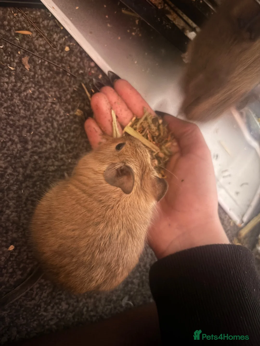 Degus rodents for sale: Two female degus! in Leeds - Advert 2
